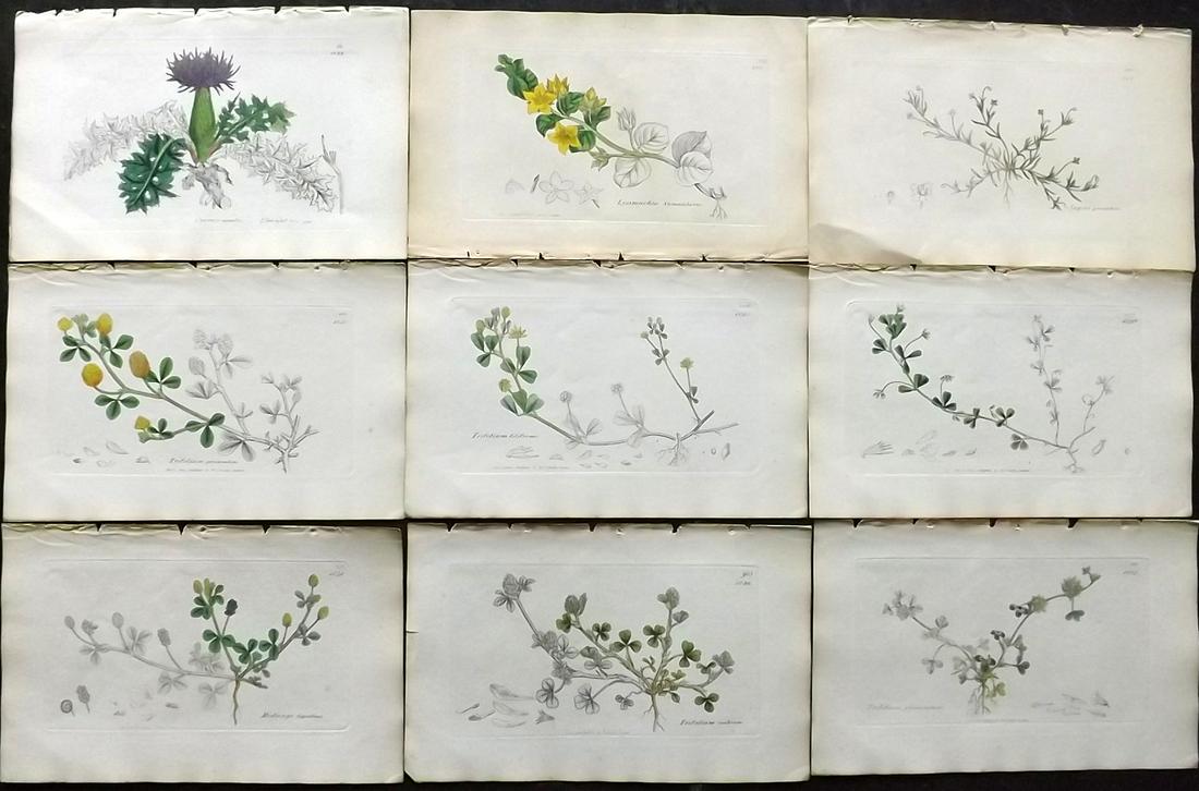 Sowerby, James 1846 Lot 9 Part HCol Botanical Prints: Partial Hand Coloured Etchings only (As issued) Published London, 1832-46 for "English Botany; or, Coloured Figures of British Plants…" Second Edition by James Sowerby and Edward Smith. Paper Size: 