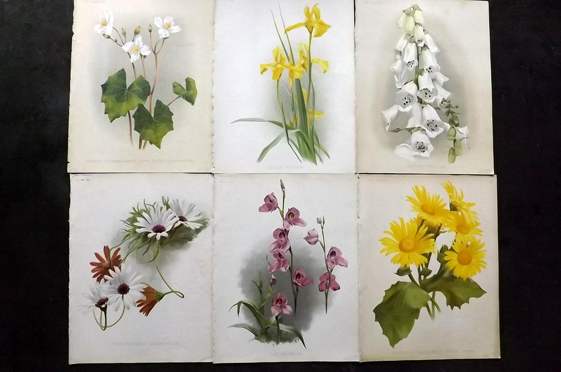 The Garden C1890 Lot of 6 Botanical Prints: Chromolithographs Published 1872-1927, London for "The Garden. An Illustrated Weekly Journal of Horticulture in all its Branches" Edited by William Robinson and others. Paper Size: 11.5 x 9 inch (29 x