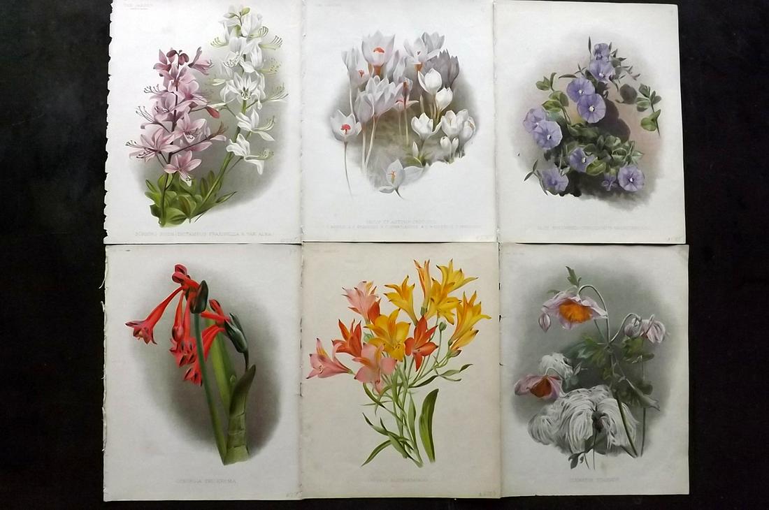 The Garden C1890 Lot of 6 Botanical Prints: Chromolithographs Published 1872-1927, London for "The Garden. An Illustrated Weekly Journal of Horticulture in all its Branches" Edited by William Robinson and others. Paper Size: 11.5 x 9 inch (29 x