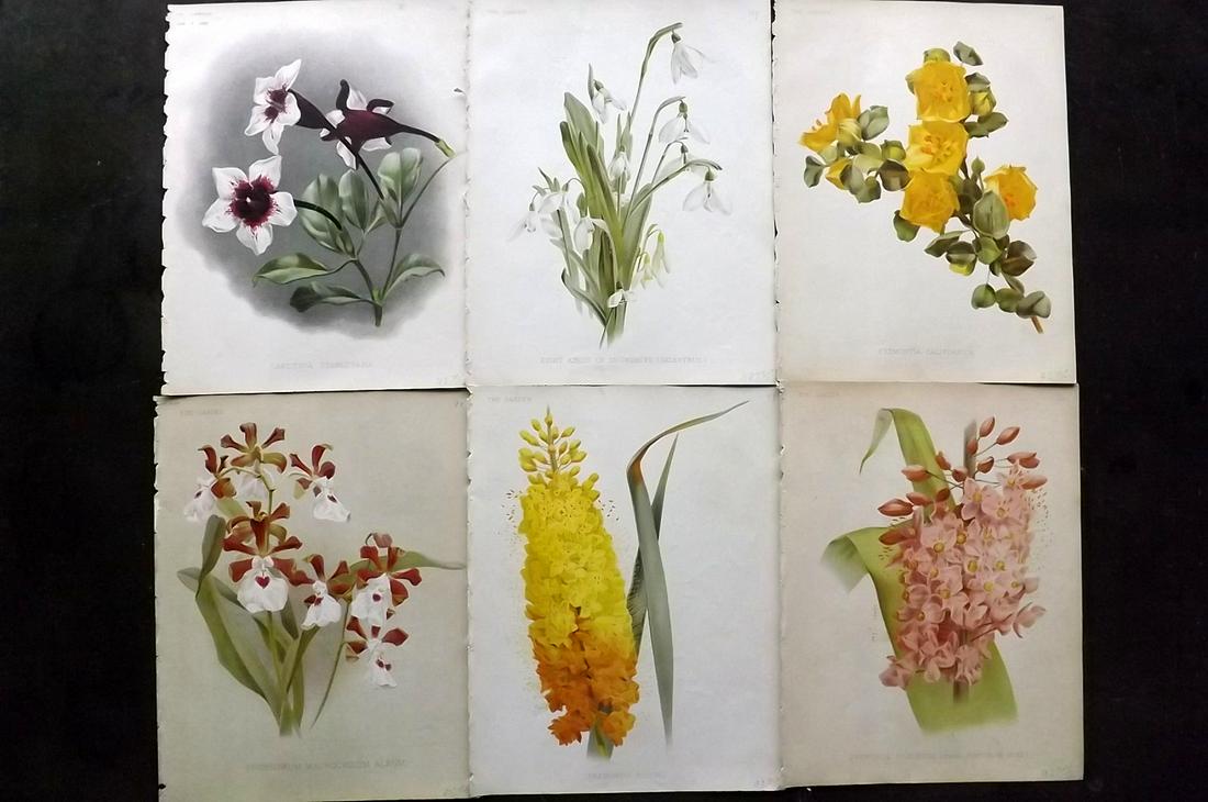 The Garden C1890 Lot of 6 Botanical Prints: Chromolithographs Published 1872-1927, London for "The Garden. An Illustrated Weekly Journal of Horticulture in all its Branches" Edited by William Robinson and others. Paper Size: 11.5 x 9 inch (29 x