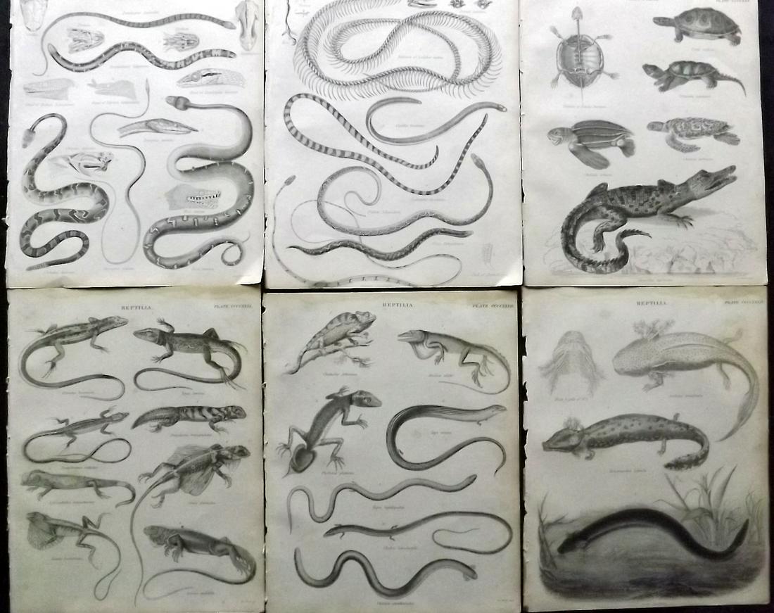 Encyclo. Britannica C1830 Lot of 6 Reptile Prints (1 of 2)