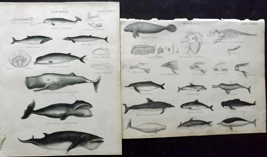 Encyclo. Britannica C1830 Pair Prints. Whales, Dolphin (1 of 2)