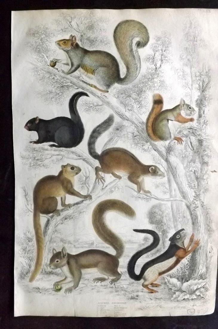 MacGillivray, William 1840 Hand Col Print. Squirrels: Folio Hand Coloured Steel Engraving with Etching Published 1835-40, Edinburgh for "The Edinburgh Journal of Natural History, and of the Physical Sciences" by William MacGillivray. Paper Size: 13.5 x 9