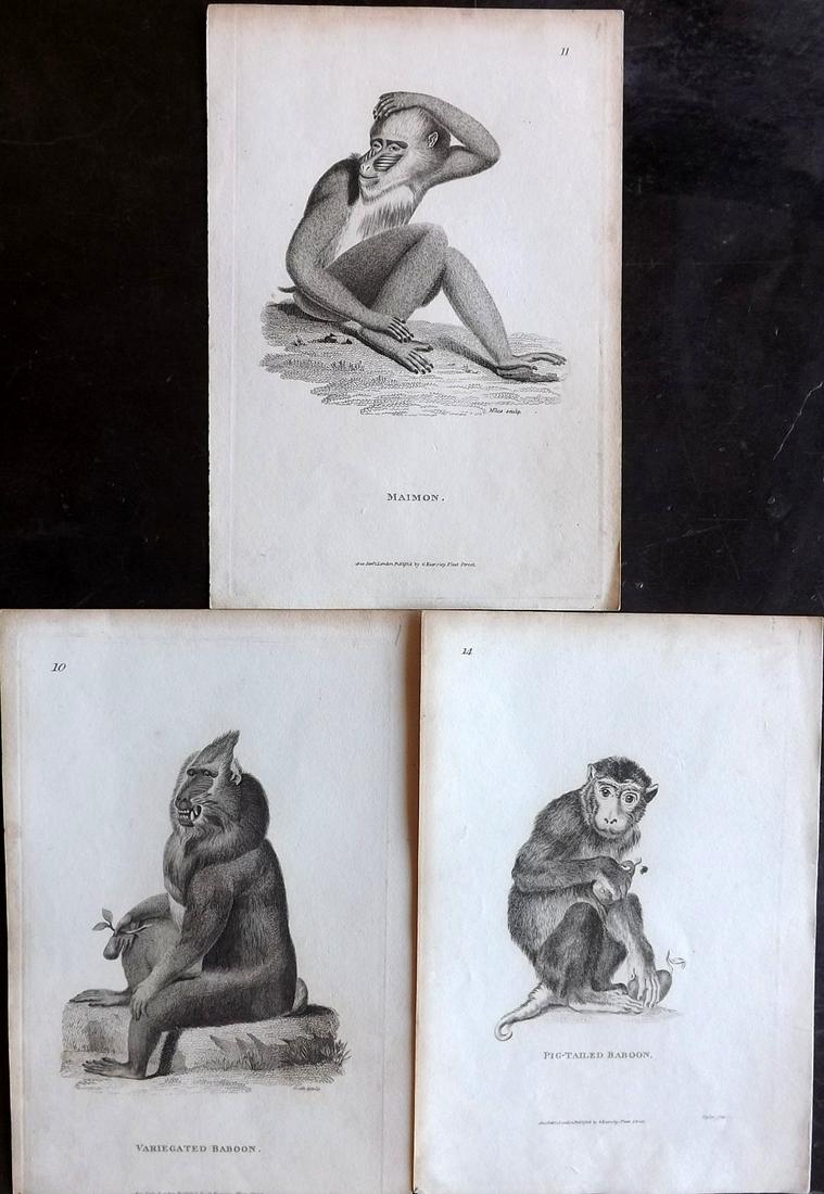 Shaw, George C1805 Lot of 3 Monkey Baboon Prints (1 of 2)