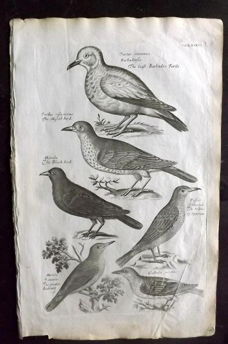 Willughby, Francis 1678 Bird Print. Blackbird, Sparrow: Folio Copper Plate Published 1678, London for "The Ornithology of Francis Willughby" by Francis Willughby and John Ray. Paper Size: 13.5 x 8.5 inch (34 x 22cm) Closed tear at bottom extending into low