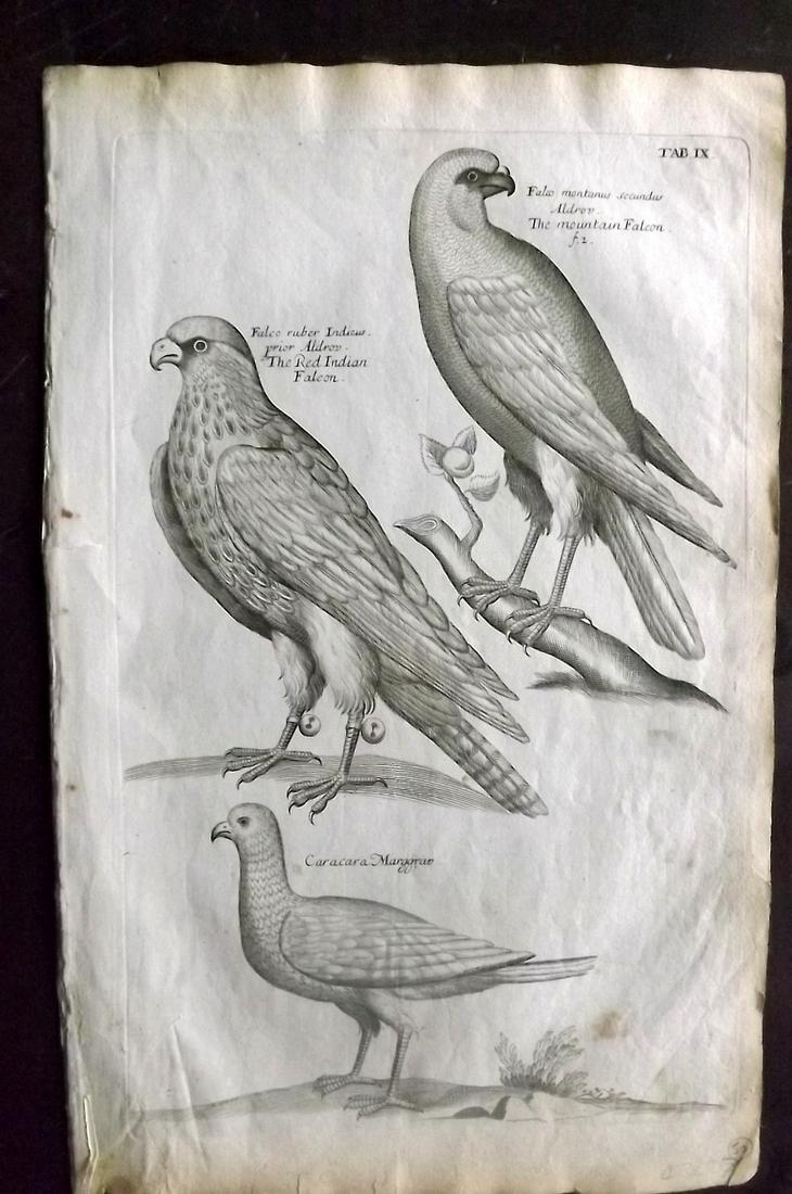 Willughby, Francis 1678 Bird Print. Falcons (1 of 2)