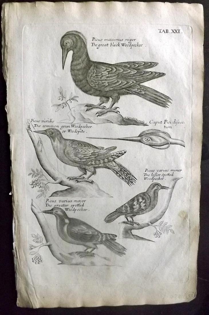 Willughby, Francis 1678 Bird Print. Woodpeckers (1 of 2)