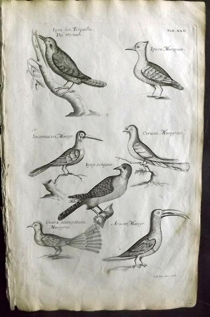 Willughby, Francis 1678 Bird Print. Wryneck, Marggrav (1 of 2)