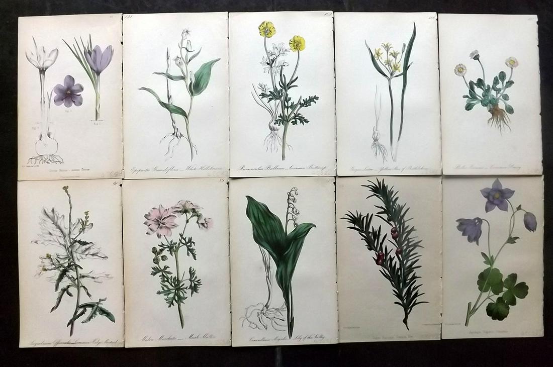 Hogg & Johnson C1870 Lot of 10 HCol Botanical Prints: Hand Coloured Lithographs Published 1863-1880, London for "The Wild Flowers of Great Britain" by Robert Hogg & George W. Johnson. Paper Size: 9 x 5.5 inch (23 x 14cm) Good Condition