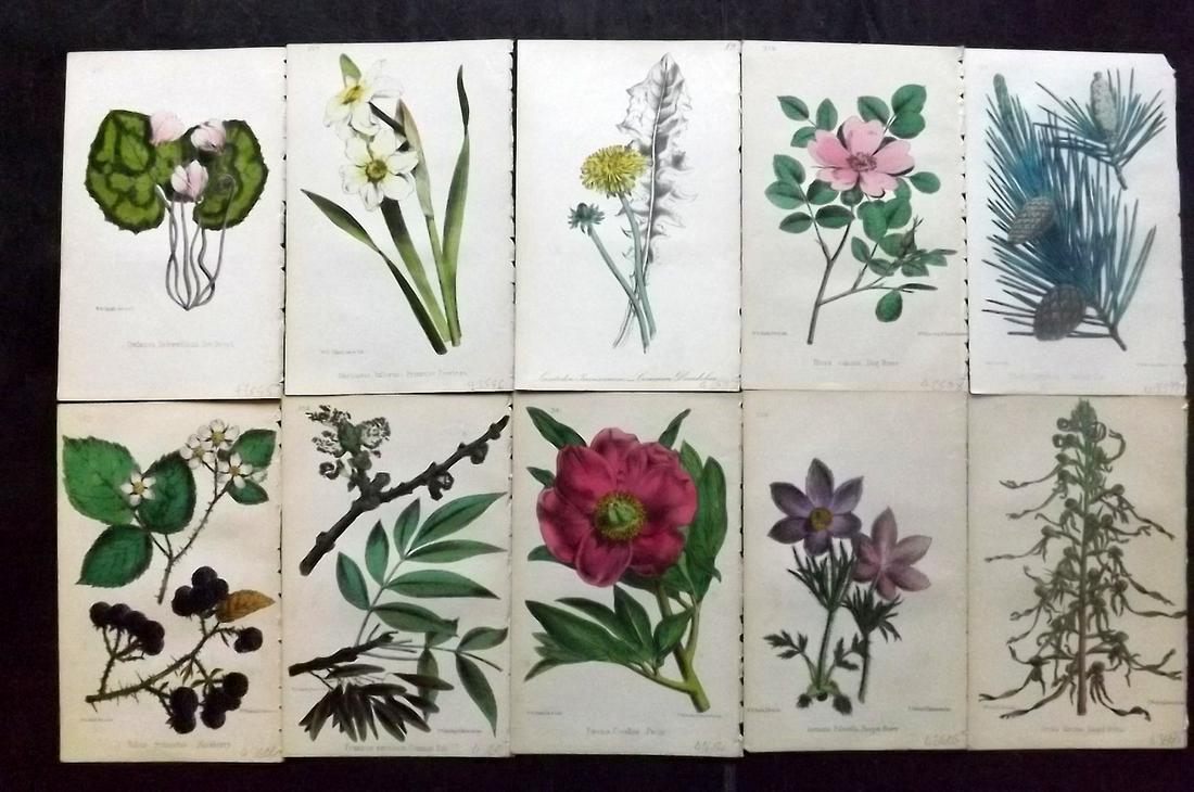 Hogg & Johnson C1870 Lot of 10 HCol Botanical Prints: Hand Coloured Lithographs Published 1863-1880, London for "The Wild Flowers of Great Britain" by Robert Hogg & George W. Johnson. Paper Size: 9 x 5.5 inch (23 x 14cm) Good Condition