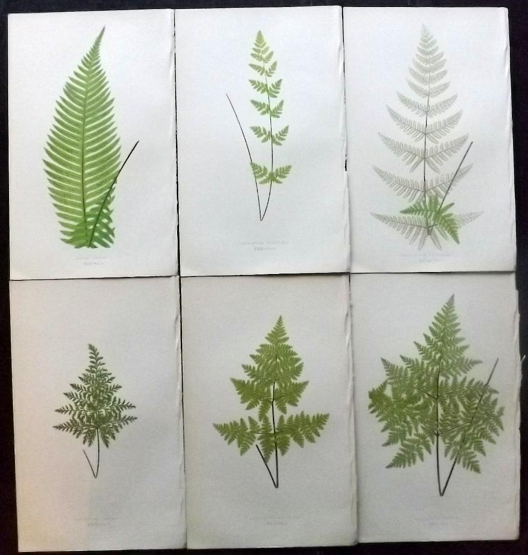 Lowe, Edward 1862 Lot of 6 Antique Fern Prints: Woodblocks Published 1856-62 by Groombridge and Sons, London for "Ferns: British and Exotic" by Edward Lowe. Illustrated by A.F. Lydon. Printed by Benjamin Fawcett. Paper Size: 10 x 6 inch (25 x 15cm)