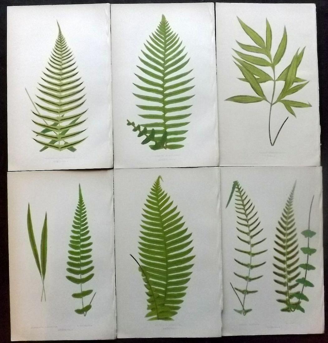 Lowe, Edward 1862 Lot of 6 Antique Fern Prints: Woodblocks Published 1856-62 by Groombridge and Sons, London for "Ferns: British and Exotic" by Edward Lowe. Illustrated by A.F. Lydon. Printed by Benjamin Fawcett. Paper Size: 10 x 6 inch (25 x 15cm)