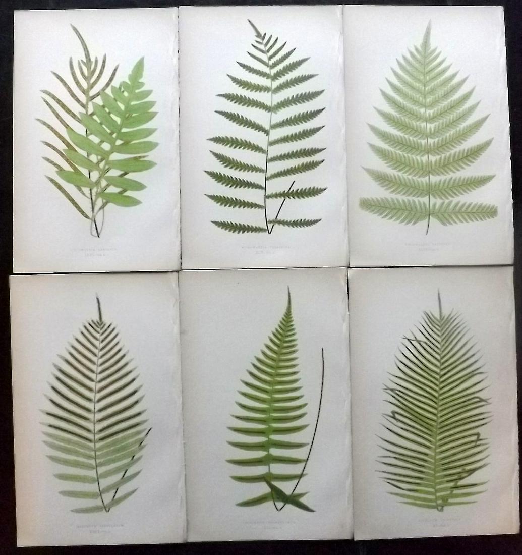 Lowe, Edward 1862 Lot of 6 Antique Fern Prints: Woodblocks Published 1856-62 by Groombridge and Sons, London for "Ferns: British and Exotic" by Edward Lowe. Illustrated by A.F. Lydon. Printed by Benjamin Fawcett. Paper Size: 10 x 6 inch (25 x 15cm)