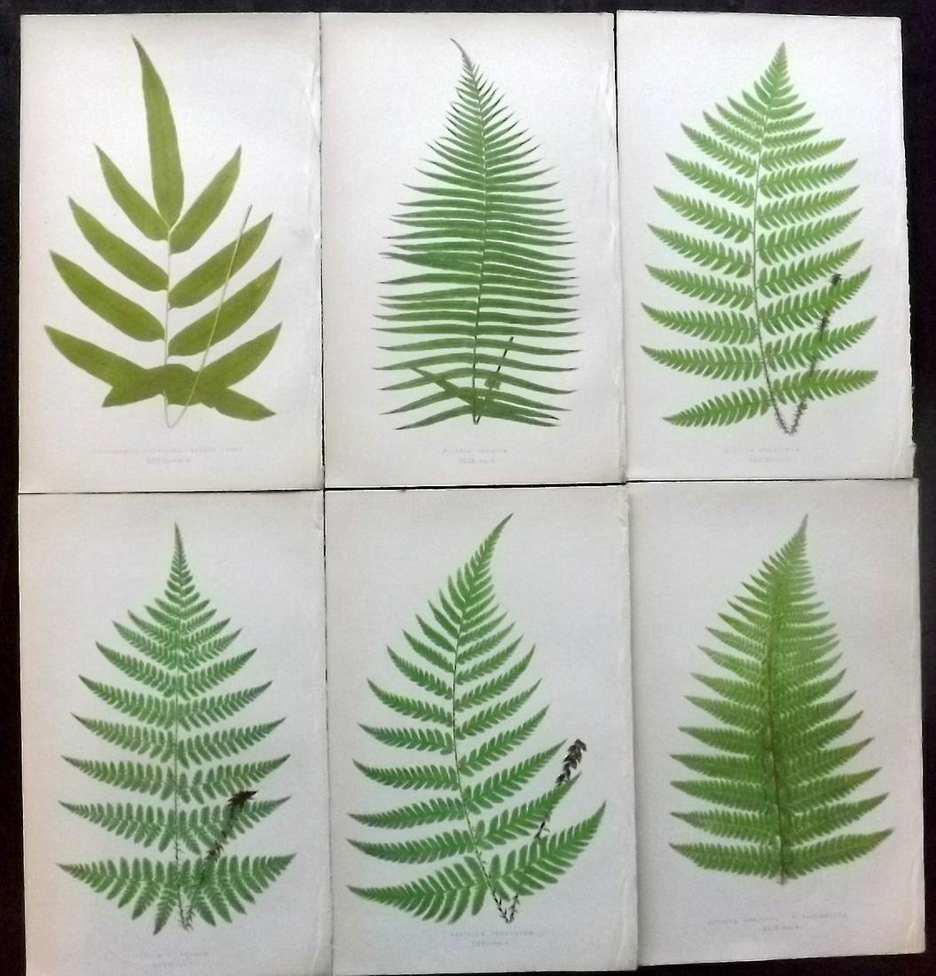 Lowe, Edward 1862 Lot of 6 Antique Fern Prints: Woodblocks Published 1856-62 by Groombridge and Sons, London for "Ferns: British and Exotic" by Edward Lowe. Illustrated by A.F. Lydon. Printed by Benjamin Fawcett. Paper Size: 10 x 6 inch (25 x 15cm)