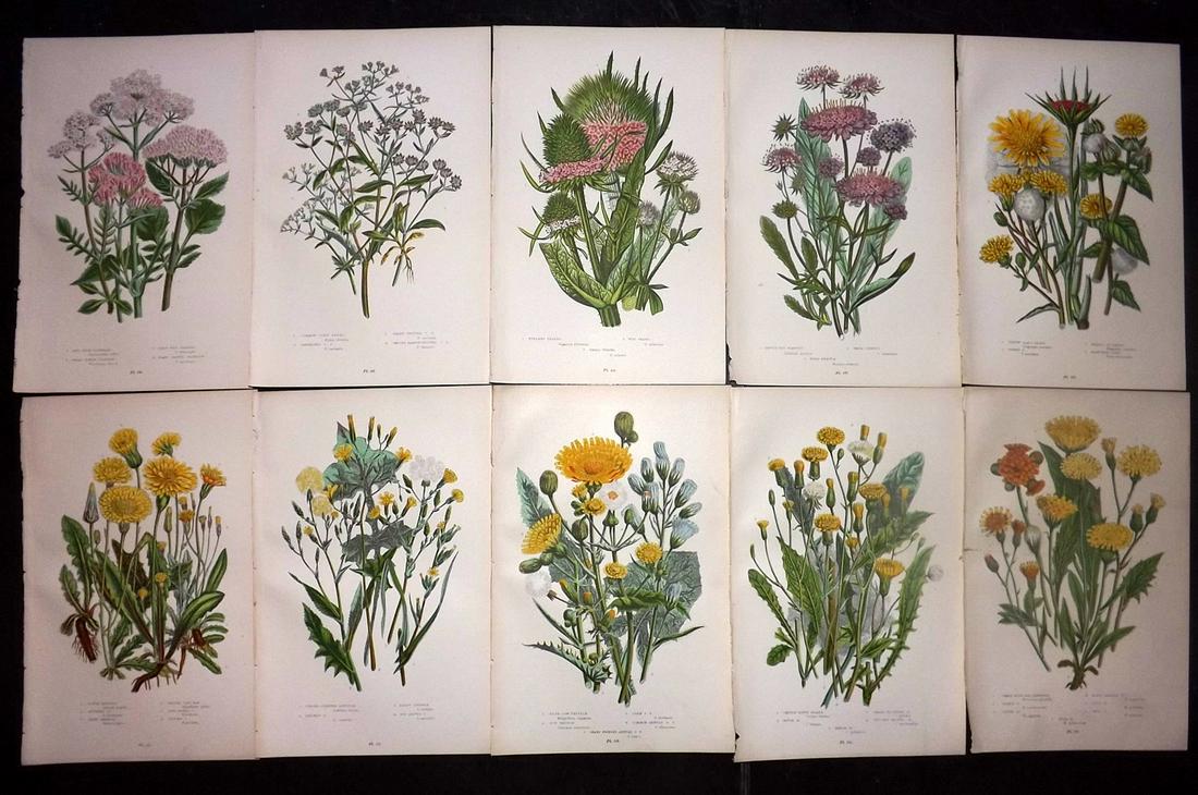 Pratt, Anne 1899 Lot of 10 Antique Botanical Prints: Chromolithographs Published 1899-1905 by Frederick Warne & Co, London for "The Flowering Plants, Grasses, Sedges & Ferns of Great Britain" by Anne Pratt. Paper Size: 9.5 x 6 inch (24 x 15cm) Good Cond