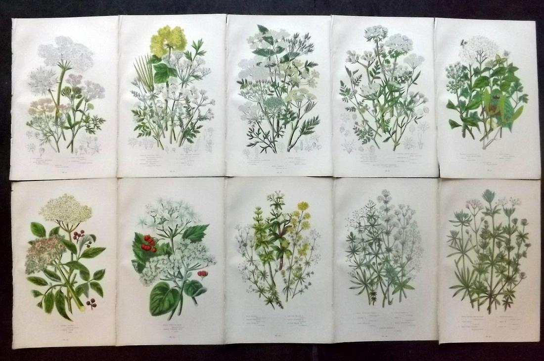 Pratt, Anne 1899 Lot of 10 Antique Botanical Prints: Chromolithographs Published 1899-1905 by Frederick Warne & Co, London for "The Flowering Plants, Grasses, Sedges & Ferns of Great Britain" by Anne Pratt. Paper Size: 9.5 x 6 inch (24 x 15cm) Good Cond