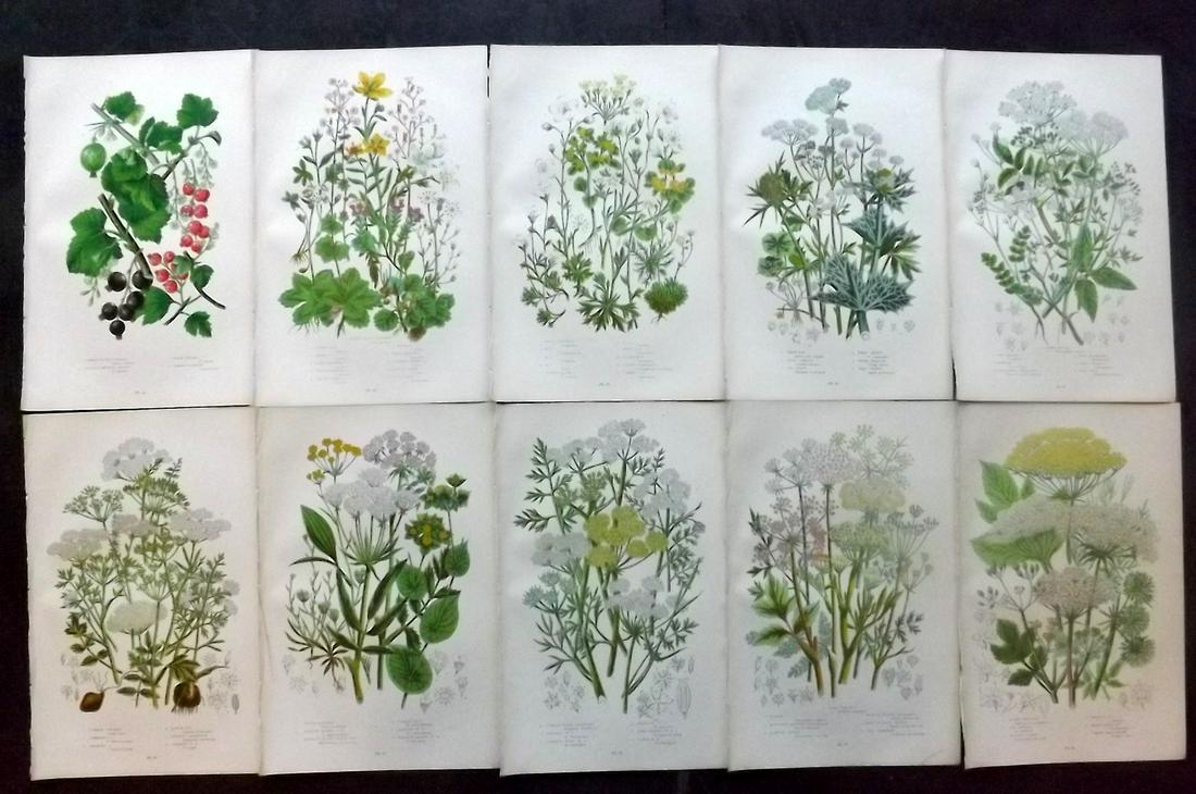 Pratt, Anne 1899 Lot of 10 Antique Botanical Prints: Chromolithographs Published 1899-1905 by Frederick Warne & Co, London for "The Flowering Plants, Grasses, Sedges & Ferns of Great Britain" by Anne Pratt. Paper Size: 9.5 x 6 inch (24 x 15cm) Good Cond