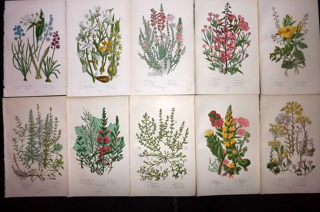 Pratt, Anne 1899 Lot of 10 Antique Botanical Prints: Chromolithographs Published 1899-1905 by Frederick Warne & Co, London for "The Flowering Plants, Grasses, Sedges & Ferns of Great Britain" by Anne Pratt. Paper Size: 9.5 x 6 inch (24 x 15cm) Good Cond