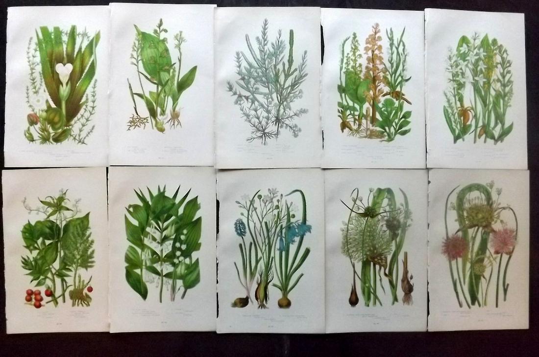 Pratt, Anne 1899 Lot of 10 Antique Botanical Prints: Chromolithographs Published 1899-1905 by Frederick Warne & Co, London for "The Flowering Plants, Grasses, Sedges & Ferns of Great Britain" by Anne Pratt. Paper Size: 9.5 x 6 inch (24 x 15cm) Good Cond