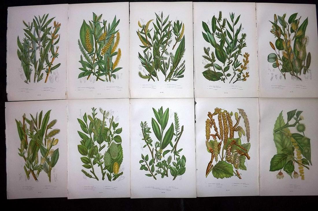 Pratt, Anne 1899 Lot of 10 Antique Botanical Prints (1 of 2)