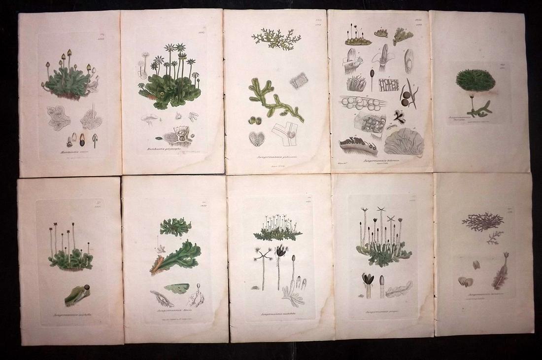 Sowerby, James 1846 Lot 10 HC Botanical Prints. Lichens: Hand Coloured Etchings Published London, 1832-46 for "English Botany; or, Coloured Figures of British Plants…" Second Edition by James Sowerby and Edward Smith. Paper Size: 9 x 5.5 inch (23 x 14cm) 