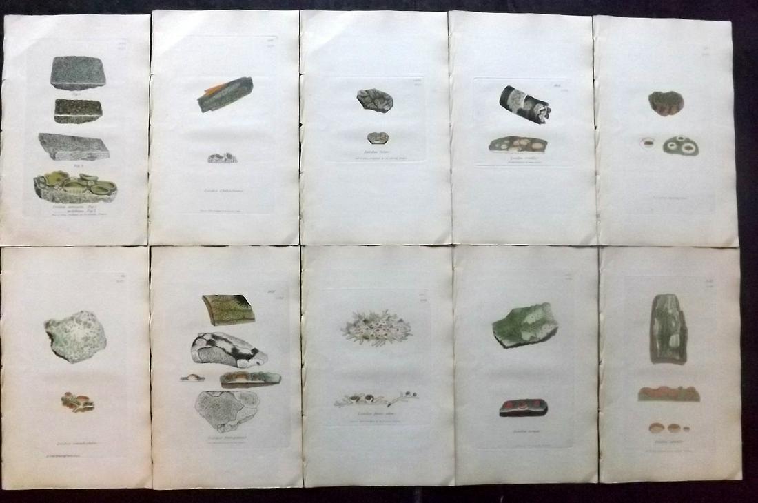 Sowerby, James 1846 Lot 10 HC Botanical Prints. Lichens: Hand Coloured Etchings Published London, 1832-46 for "English Botany; or, Coloured Figures of British Plants…" Second Edition by James Sowerby and Edward Smith. Paper Size: 9 x 5.5 inch (23 x 14cm) 