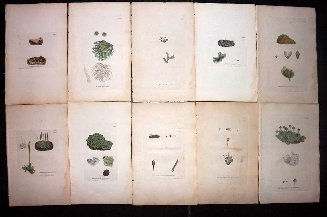 Sowerby, James 1846 Lot 10 HC Botanical Prints. Lichens: Hand Coloured Etchings Published London, 1832-46 for "English Botany; or, Coloured Figures of British Plants…" Second Edition by James Sowerby and Edward Smith. Paper Size: 9 x 5.5 inch (23 x 14cm) 