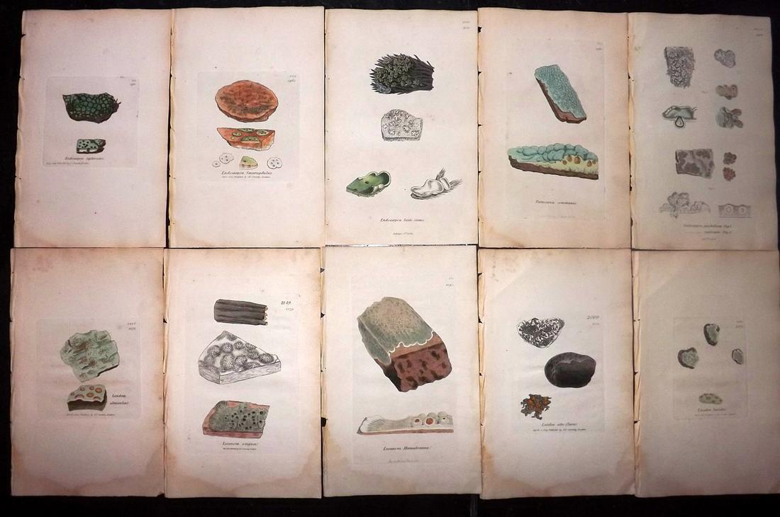 Sowerby, James 1846 Lot 10 HC Botanical Prints. Lichens: Hand Coloured Etchings Published London, 1832-46 for "English Botany; or, Coloured Figures of British Plants…" Second Edition by James Sowerby and Edward Smith. Paper Size: 9 x 5.5 inch (23 x 14cm) 
