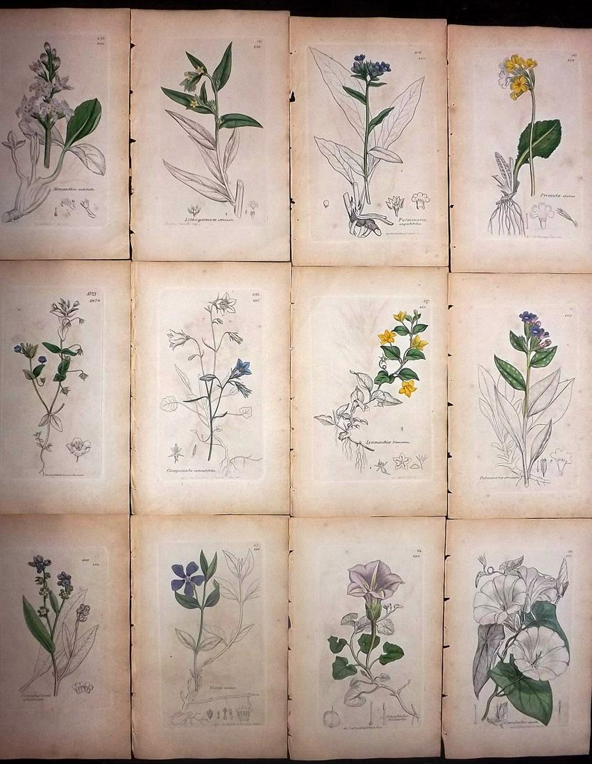 Sowerby, James 1846 Lot 12 Part HCol Botanical Prints: Partial Hand Coloured Etchings only (As issued) Published London, 1832-46 for "English Botany; or, Coloured Figures of British Plants…" Second Edition by James Sowerby and Edward Smith. Paper Size: 