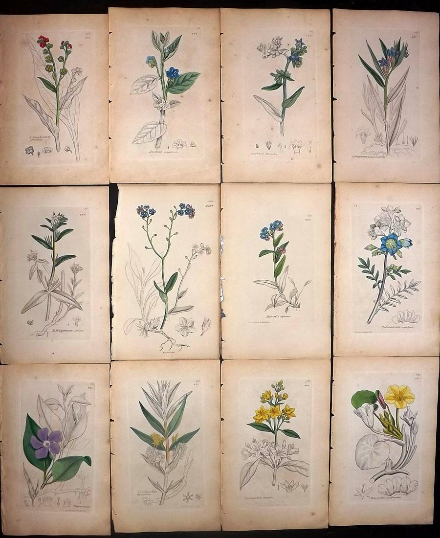 Sowerby, James 1846 Lot 12 Part HCol Botanical Prints: Partial Hand Coloured Etchings only (As issued) Published London, 1832-46 for "English Botany; or, Coloured Figures of British Plants…" Second Edition by James Sowerby and Edward Smith. Paper Size: 