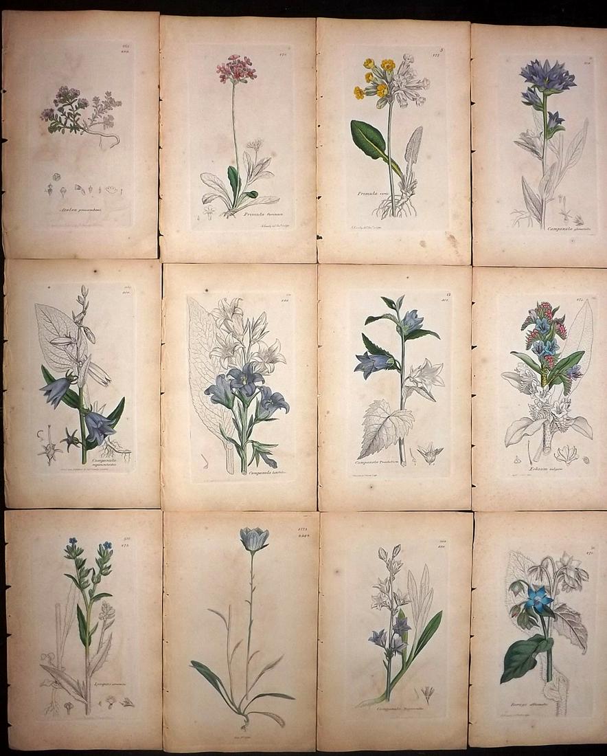 Sowerby, James 1846 Lot 12 Part HCol Botanical Prints: Partial Hand Coloured Etchings only (As issued) Published London, 1832-46 for "English Botany; or, Coloured Figures of British Plants…" Second Edition by James Sowerby and Edward Smith. Paper Size: 