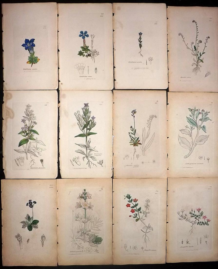 Sowerby, James 1846 Lot 12 Part HCol Botanical Prints: Partial Hand Coloured Etchings only (As issued) Published London, 1832-46 for "English Botany; or, Coloured Figures of British Plants…" Second Edition by James Sowerby and Edward Smith. Paper Size: 