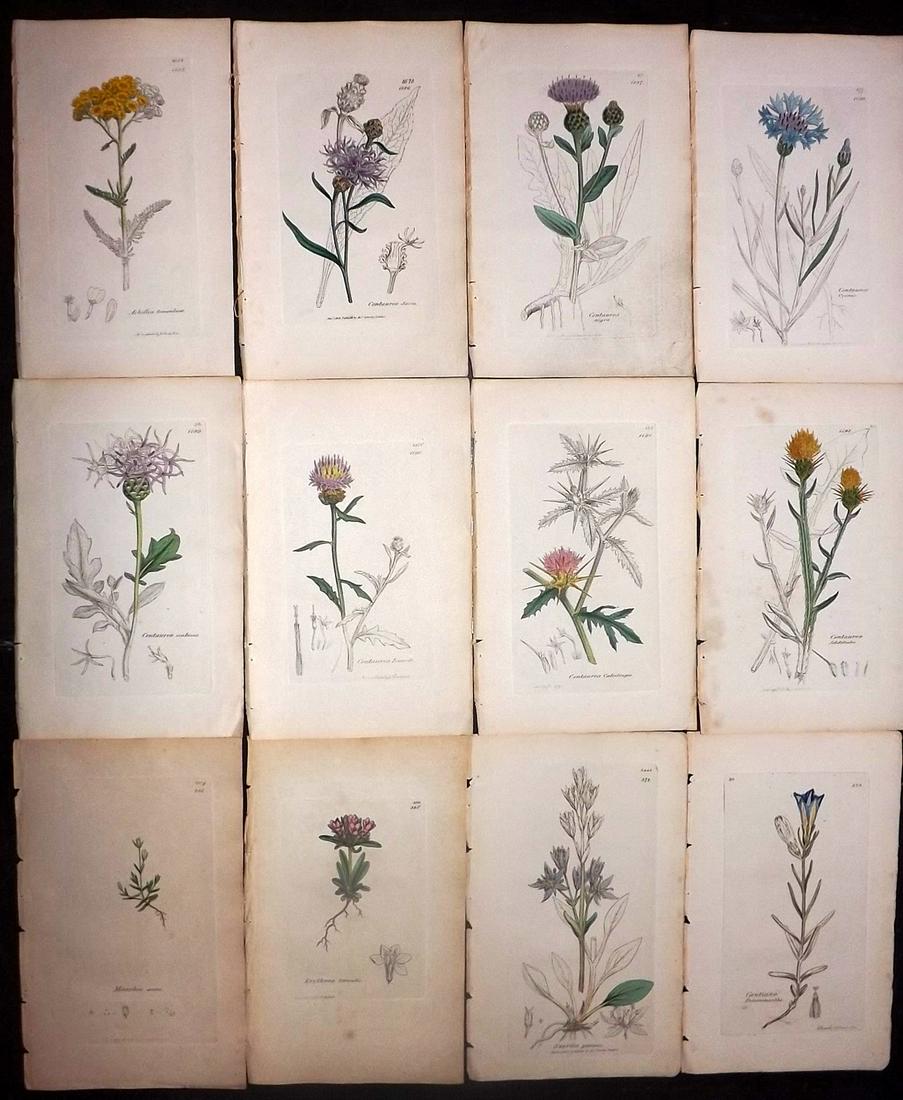 Sowerby, James 1846 Lot 12 Part HCol Botanical Prints: Partial Hand Coloured Etchings only (As issued) Published London, 1832-46 for "English Botany; or, Coloured Figures of British Plants…" Second Edition by James Sowerby and Edward Smith. Paper Size: 