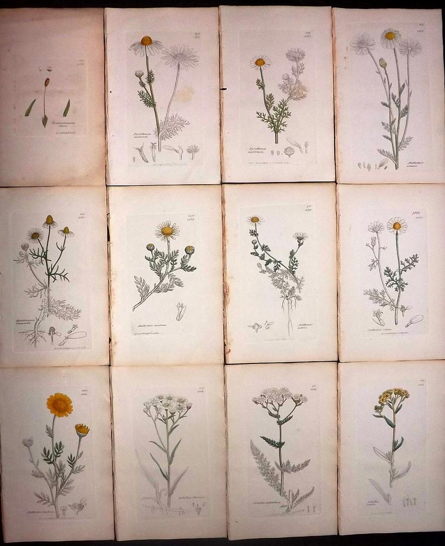 Sowerby, James 1846 Lot 12 Part HCol Botanical Prints: Partial Hand Coloured Etchings only (As issued) Published London, 1832-46 for "English Botany; or, Coloured Figures of British Plants…" Second Edition by James Sowerby and Edward Smith. Paper Size: 