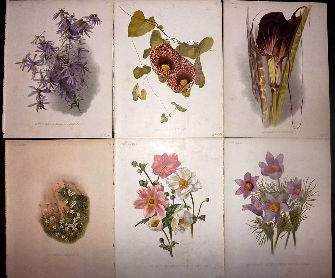The Garden C1890 Lot of 6 Botanical Prints: Chromolithographs Published 1872-1927, London for "The Garden. An Illustrated Weekly Journal of Horticulture in all its Branches" Edited by William Robinson and others. Paper Size: 11.5 x 9 inch (29 x