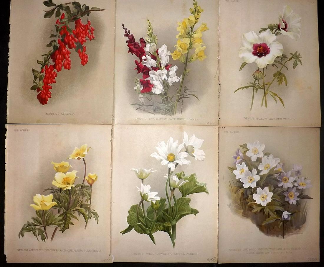 The Garden C1890 Lot of 6 Botanical Prints: Chromolithographs Published 1872-1927, London for "The Garden. An Illustrated Weekly Journal of Horticulture in all its Branches" Edited by William Robinson and others. Paper Size: 11.5 x 9 inch (29 x