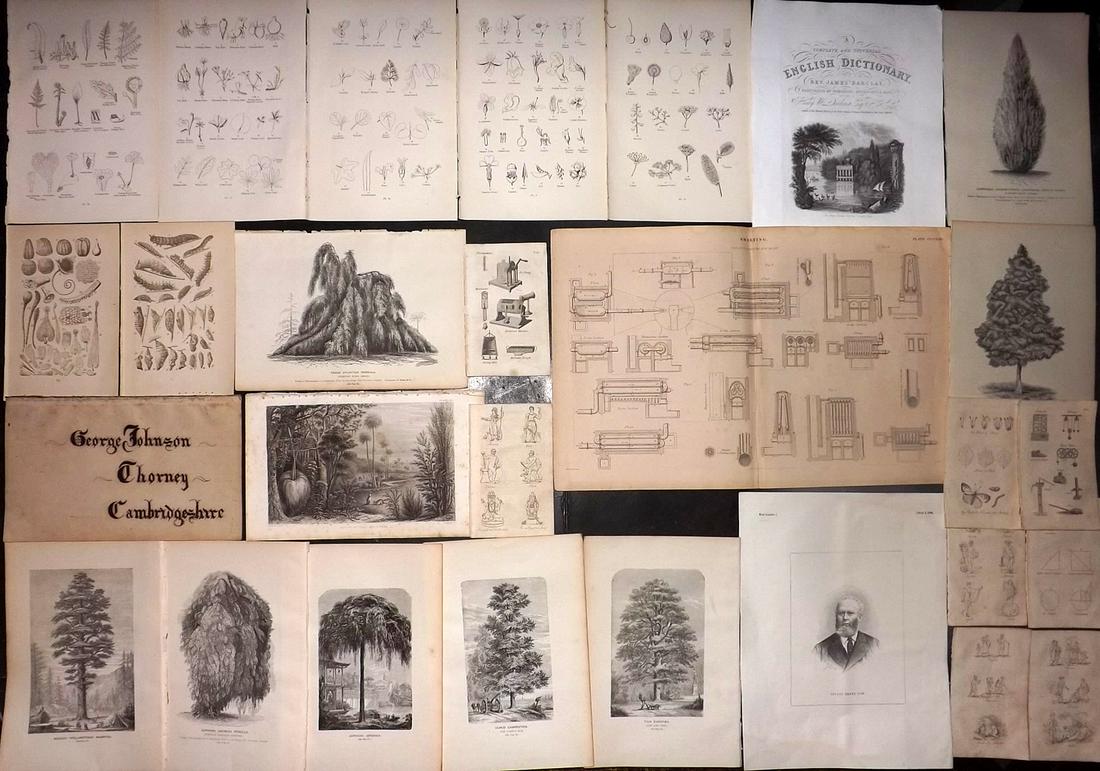 Mixed Prints 19th Cent. Lot of 28 Botanical etc (1 of 2)