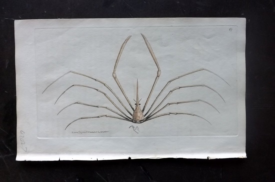 Nodder, Richard 1815 HC. Dark Bearing Leptopodia Crab (1 of 1)