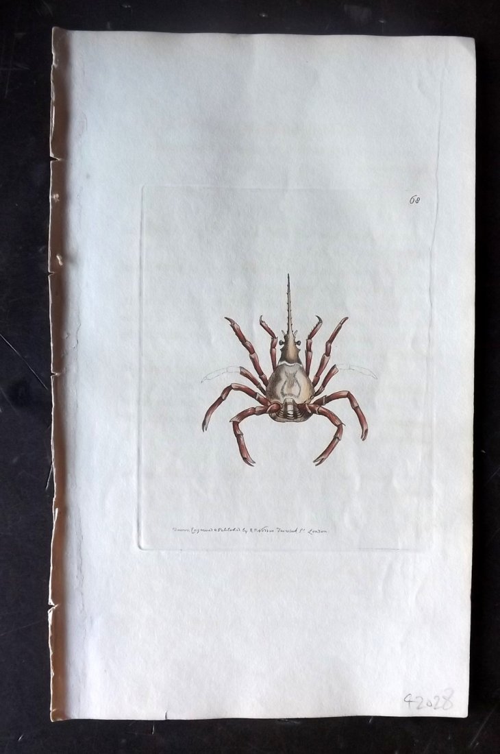 Nodder, Richard 1815 HCol Print. Bosc's Pactolus Crab (1 of 1)