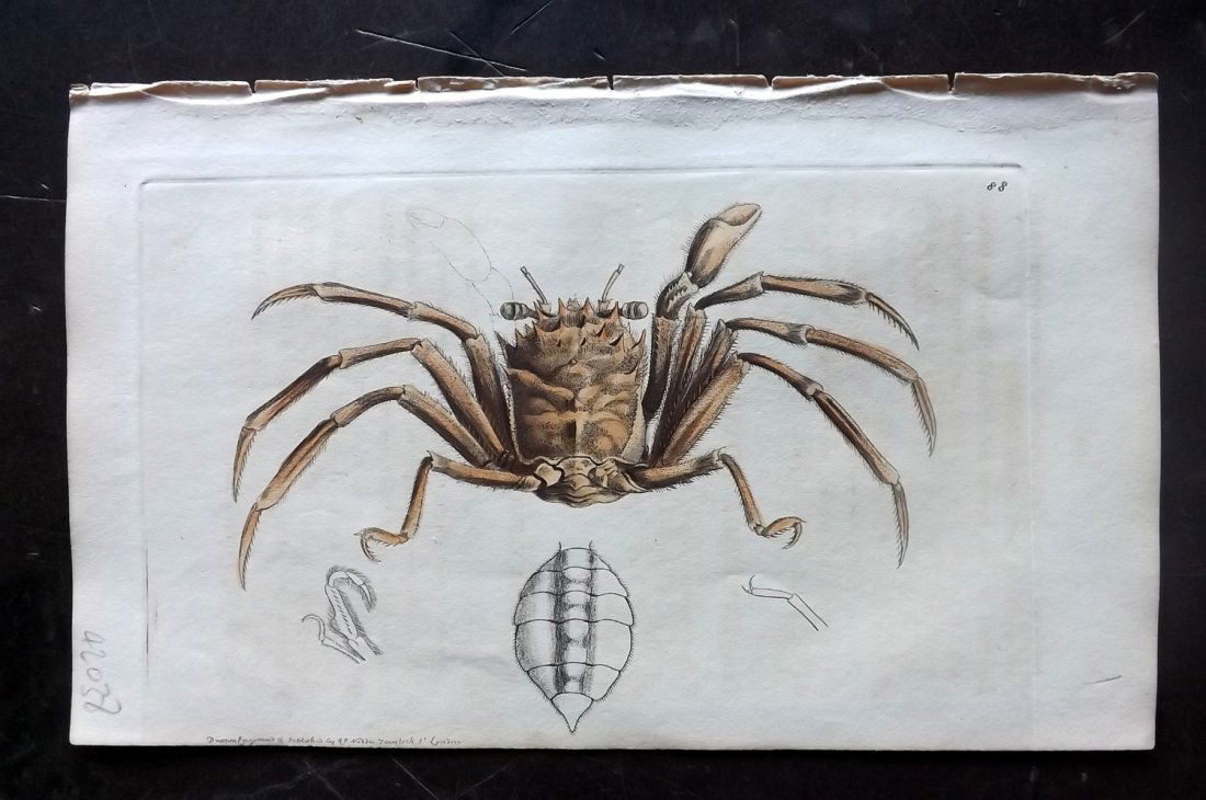 Nodder, Richard 1815 HCol Print. Spiny Homola Crab (1 of 1)