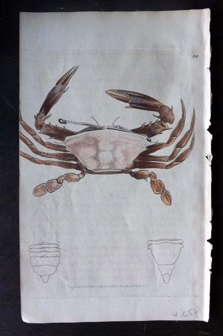 Nodder, Richard 1815 HCol Print. Podophthalmus Crab (1 of 1)
