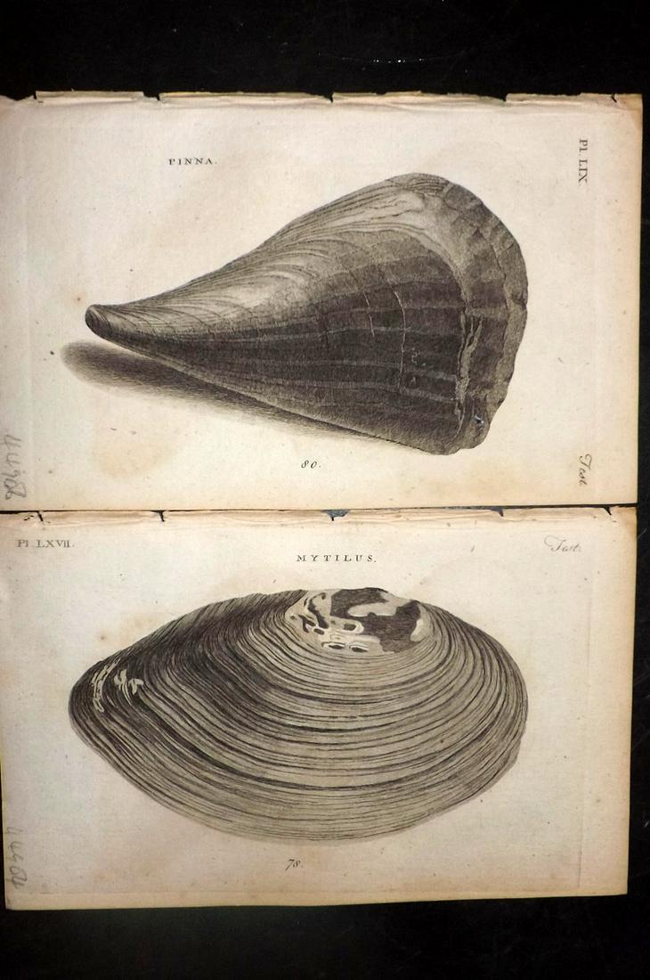 Pennant, Thomas 1776 Pair of Antique Shell Prints (1 of 2)