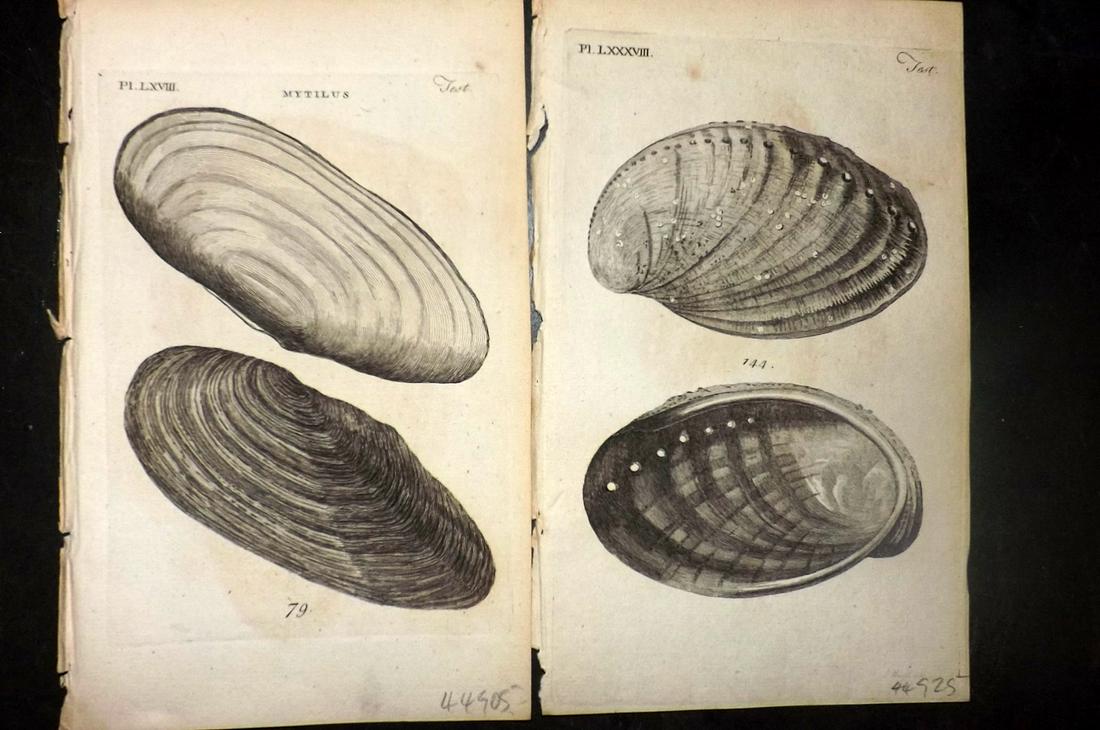 Pennant, Thomas 1776 Pair of Antique Shell Prints (1 of 2)