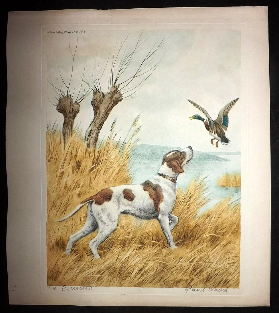 Wood, Paul C1935 Signed Dog Etching. Canard (1 of 1)