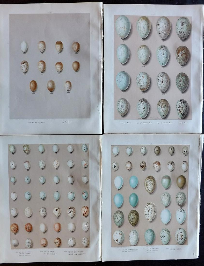 Butler & Frohawk 1908 Lot of 4 Bird Egg Prints (1 of 2)