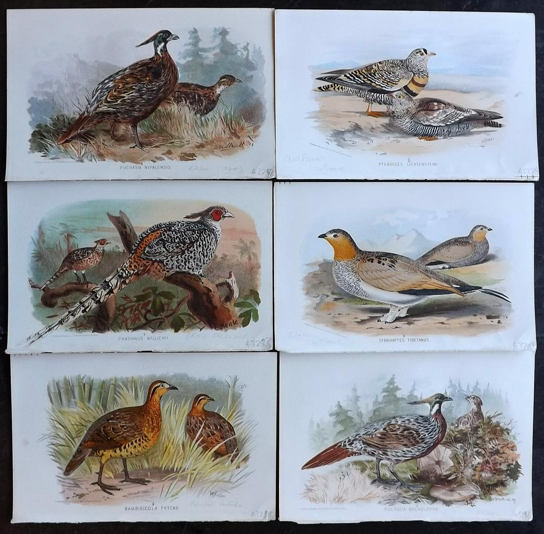 Finn, Frank 1915 Lot of 6 Antique Indian Bird Prints (1 of 2)