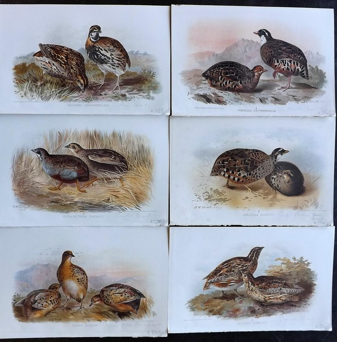 Finn, Frank 1915 Lot of 6 Antique Indian Bird Prints (1 of 2)