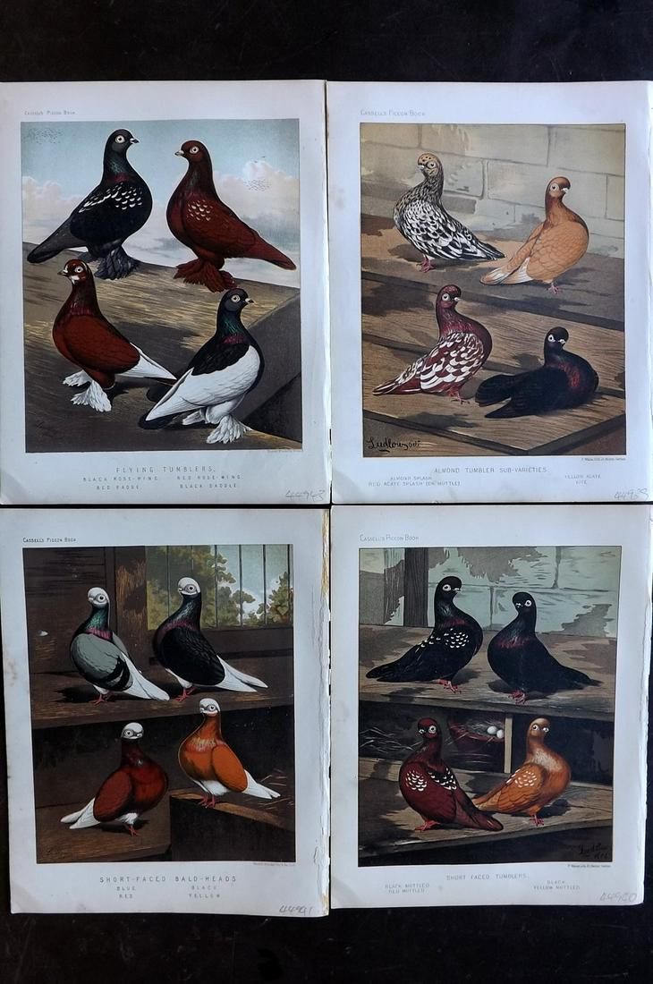 Fulton, Robert 1878 Lot of 4 Bird Prints. Pigeons (1 of 2)