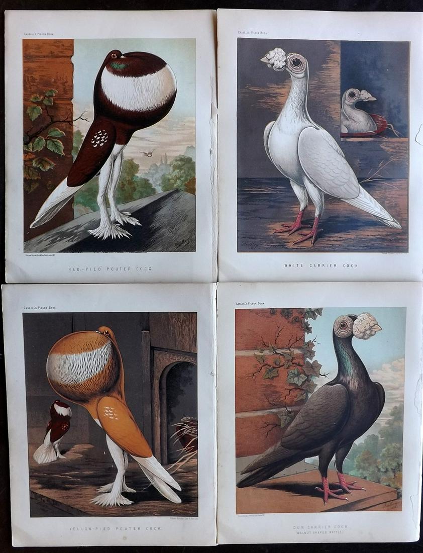 Fulton, Robert 1878 Lot of 4 Bird Prints. Pigeons: Chromolithographs Published 1876-78 by Cassell & Company, London for "The Illustrated Book of Pigeons" by Robert Fulton. Illustrated by J. W. Ludlow. Paper Size: 10.5 x 8 inch (27 x 21cm) Good Conditi