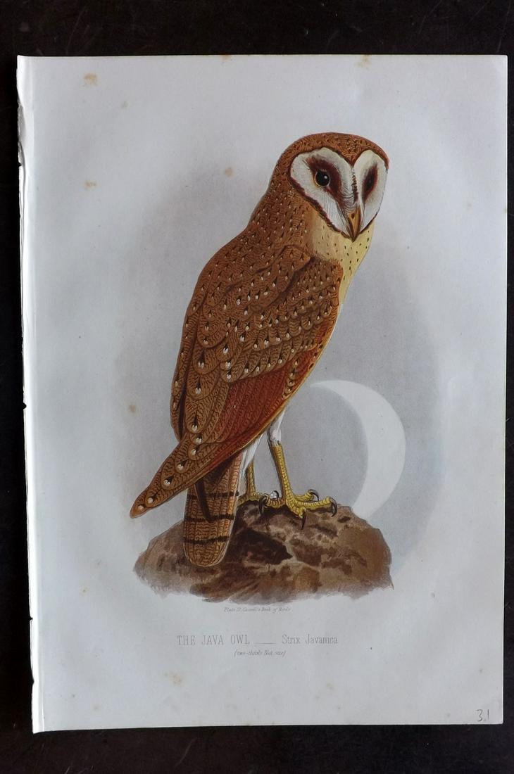Jones, Thomas 1869 Bird Print. The Java Owl (1 of 2)